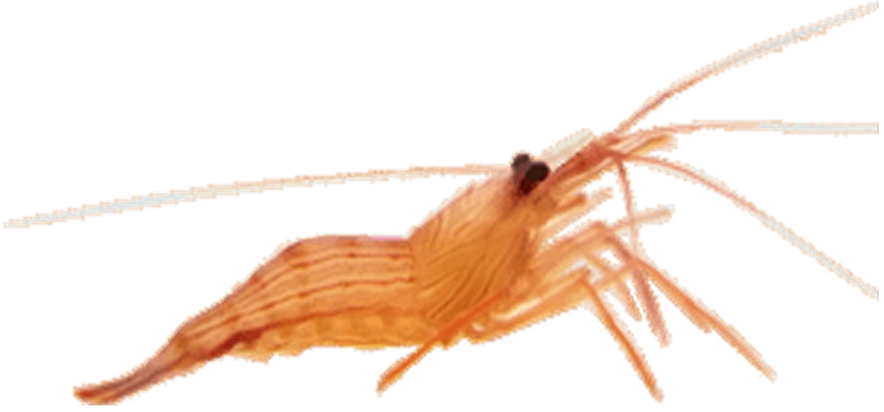 Snail