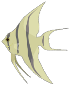 fish-icon.png