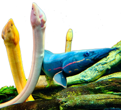 Synbranchus marmoratus