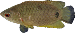  Bush Fish