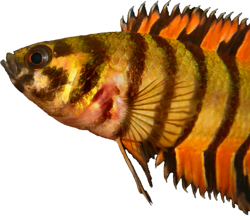 The Bushfish