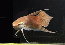 Mulyadi_MDjayabettat.jpg