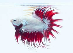 bicolor