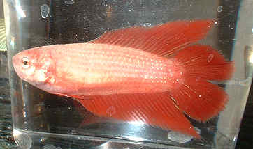 bicolor