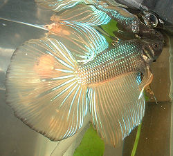 brown bettas