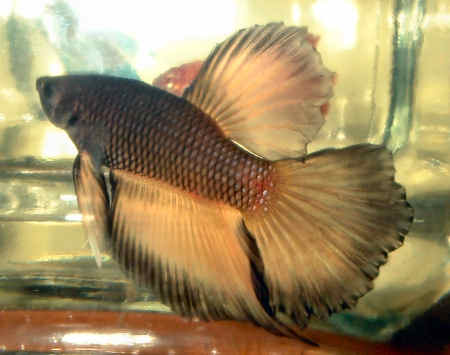 Mustard gas betta