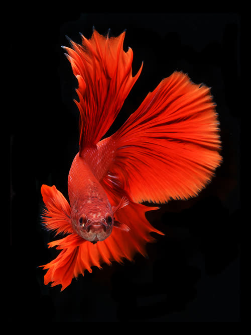 red butterfly betta