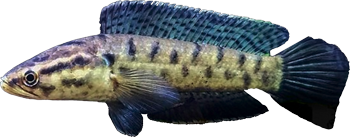 00-0-Copr_2022-The_Fish_Diaryt.png