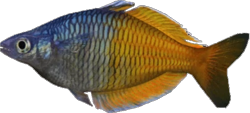  Rainbowfish