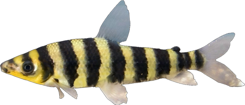 affinis