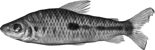 agassizii