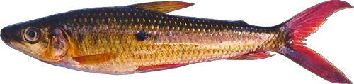 amazonicus