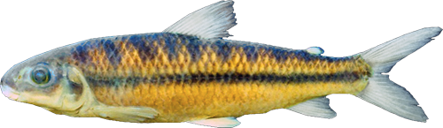 amblyrhynchus