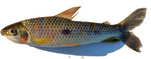 arimaspi