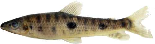 aripuanaensis