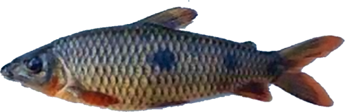 bahiensis