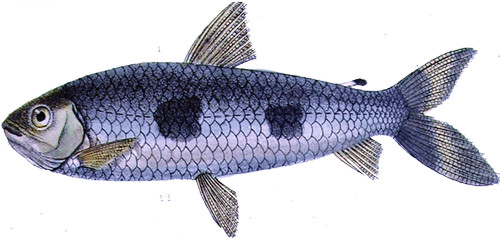 bimaculatus