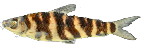 bleheri