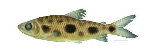 boehlkei