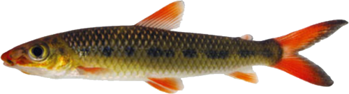 brunneus