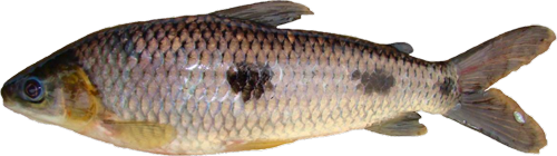 ecuadorensis