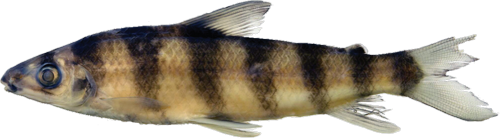 enyae