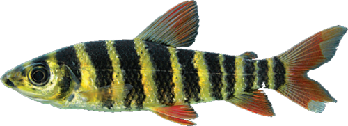 fasciatus