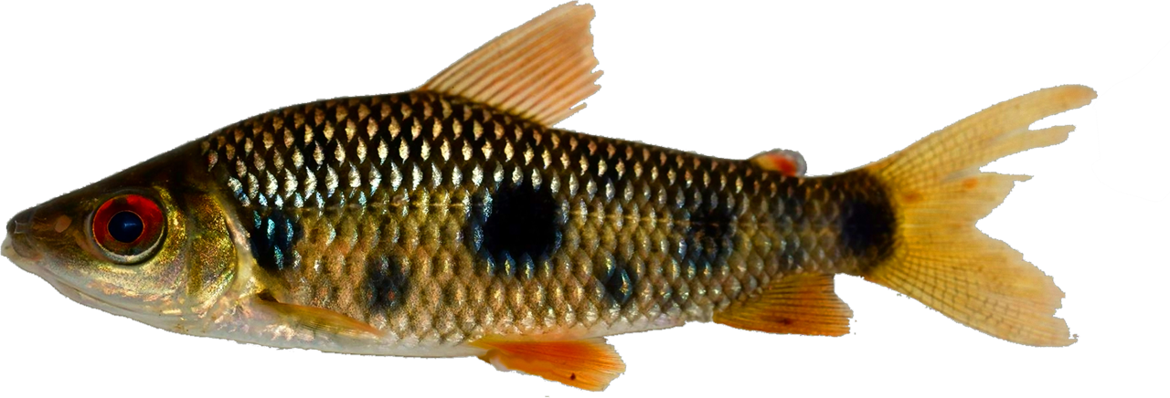 friderici