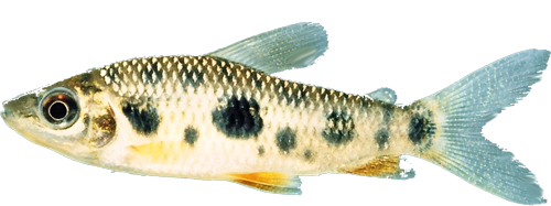 gossei