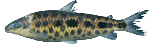 guttatus
