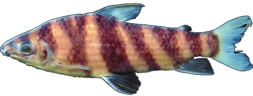 jatuncochi