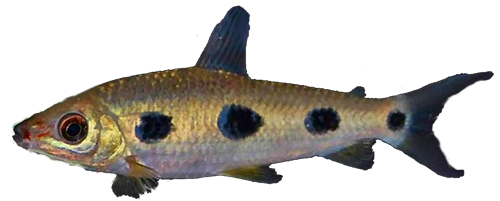 klausewitzi
