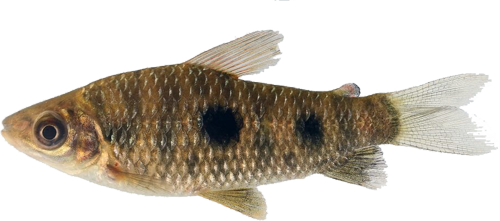 lacustris