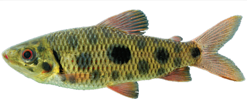 lebaili