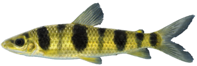 Anostomidae