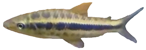 marcgravii