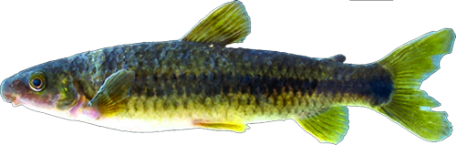 melanopleurodes