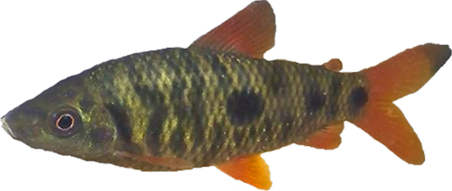 melanostictus