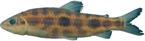 microphthalmus