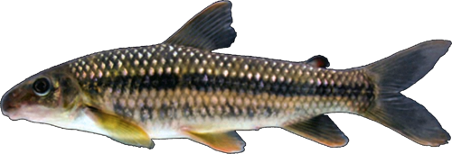 microphysus