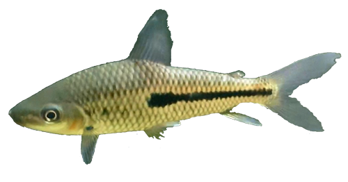 moralesi