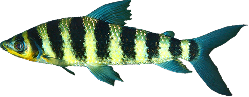 multifasciatus