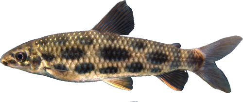 multimaculatus