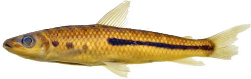 nigrotaeniatus