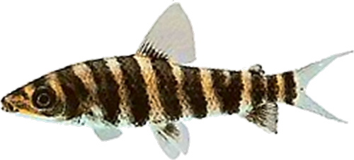 octofasciatus
