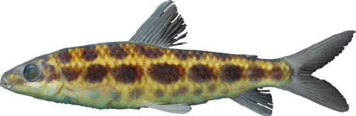 octomaculatus