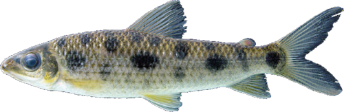 ortomaculatus