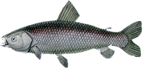 pachyurus