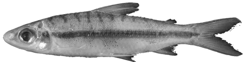 parvulus