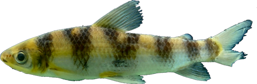 pearsoni